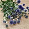 ECHINOPS BLÅ 80 CM