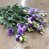 LISIANTHUS LAVENDEL LISANNE DEEP