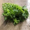 MOLUCELLA 60 CM
