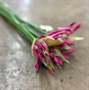 NERINE CERISE