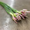 NERINE ROSA