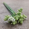 ORNITOGALUM ARABICUM