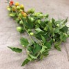 PHYSALIS ALKEKENGI GREEN URVAL