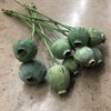 PAPAVER FRÖKAPSEL URVAL