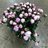 PION ROSA SARAH BERNHARDT