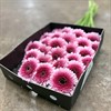 GERMINI CERISE FYLLD CHOO CHOO