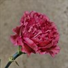 NEJLIKA DOROTEA ROSA
