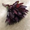 LEUCADENDRON SAFARI SUNSET RÖD 60 CM