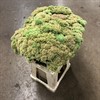 SEDUM SNITT SPECTABILE GRÖN