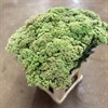 SEDUM SPECTABILE ROSA/GRÖN URVAL