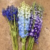 DELPHINIUM MIX 70 CM