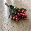 HYPERICUM RÖD COCO TANGO 60 CM