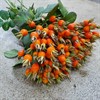 NYPON PUMPKIN ORANGE 70 CM
