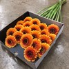 GERMINI ORANGE BONITA FYLLD