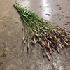 SANGUISORBA PINK TANNA 90 CM URVAL