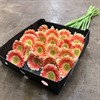 GERMINI APRICOS TOMPOUCE