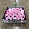 GERMINI ROSA-VIT LOLLIPOP