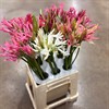 NERINE MIX TRE FÄRGER URVAL