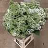 EUPATORIUM VIT