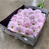 GERMINI ROSA CABARET 1X25