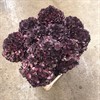 HORTENSIA SNITT MAGICAL DARK RUBY RÖD 50 CM