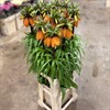 FRITTILARIA IMP. ORANGE BEUTY