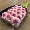 GERMINI ROSA CAMILLA/TRACY  FYLLD