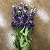 DELPHINIUM LAVENDEL DELDONNA  60 CM