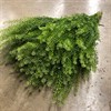 THLASPI GREEN BELL 60 CM 1X25