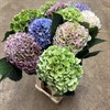 HORTENSIA SNITT MIX SPECIAL