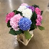 HORTENSIA SNITT MIX CLASSIC