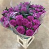 CHR. 1.PT LILA ROXO