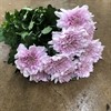 CHR.1 PT ROSA KALIMBA