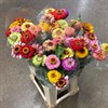 ZINNIA ELEGANS MIX