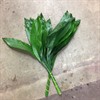 ASPIDISTRABLAD 60 CM