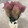 COTINUS MAGICAL TOUCH 1X5