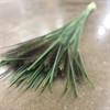 PENNISETUM BLACK FOX URVAL