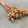 TORKAT PHALARIS BRUNROSA