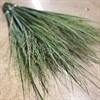 GRÄS PANICUM NORTHWIND
