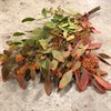 POPPEL BLOM ORA DRAGEN 300 G