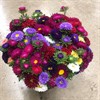 BUKETT ASTER