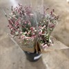 SANGUISORBA BUNT SVENSKA