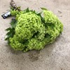 VIBURNUM ROSEUM 4-K 80 CM