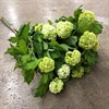 VIBURNUM OPULUS BUNT 200 G.