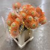 PROTEA NUTAN ORANGE
