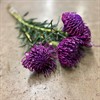 PROTEA NUTAN VAXAD PURPLE
