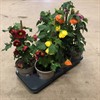 ABUTILON 15 CM MIX 1x6