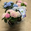HORTENSIA 14 CM MAGICAL REV STAM 1X4