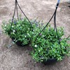 M04 LOBELIA TRIXI 27 CM AMPEL 1X2