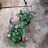 M07 FRAGARIA 27 CM 1X2 MÅLSTA